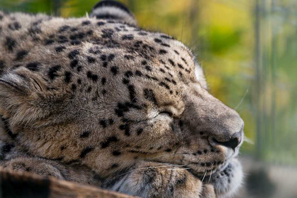 Sleeping Snow Leopard 