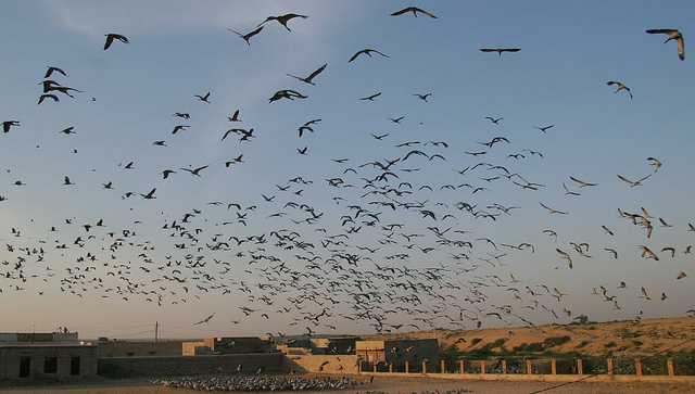 Migatory Cranes at Phalodi, places to visit near delhi in monsoon