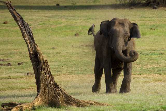 Kabini - best wildlife sanctuary in January in India