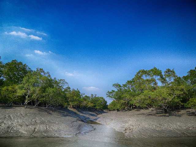 Sundarban Tiger Reserve, Tiger Reserves of India