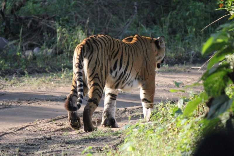 Jim Corbett national park, India's Tiger Reserves 