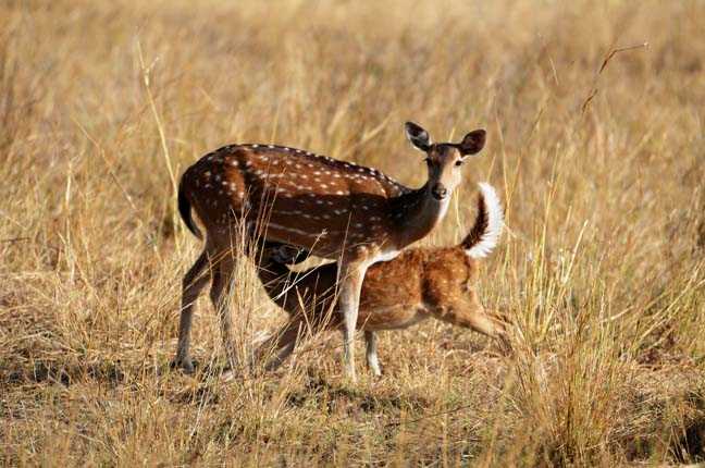 Deer at Bandhavgarh, Tiger Reserves of India