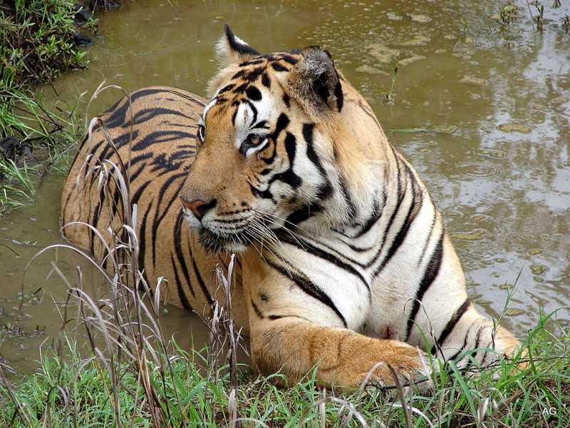 Kanha: Tiger reserves of India