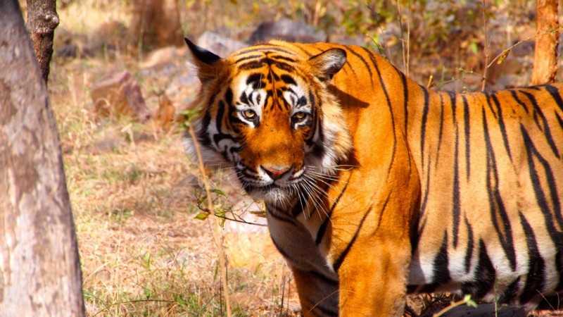 Ranthambore, Tiger reserves in India