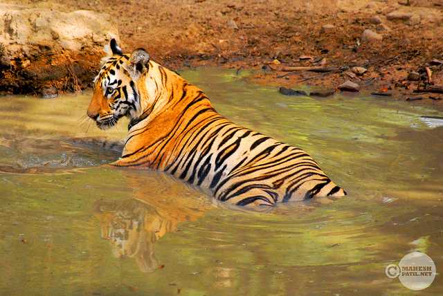 Nagzira Wildlife sanctuary, Tiger reserves of India