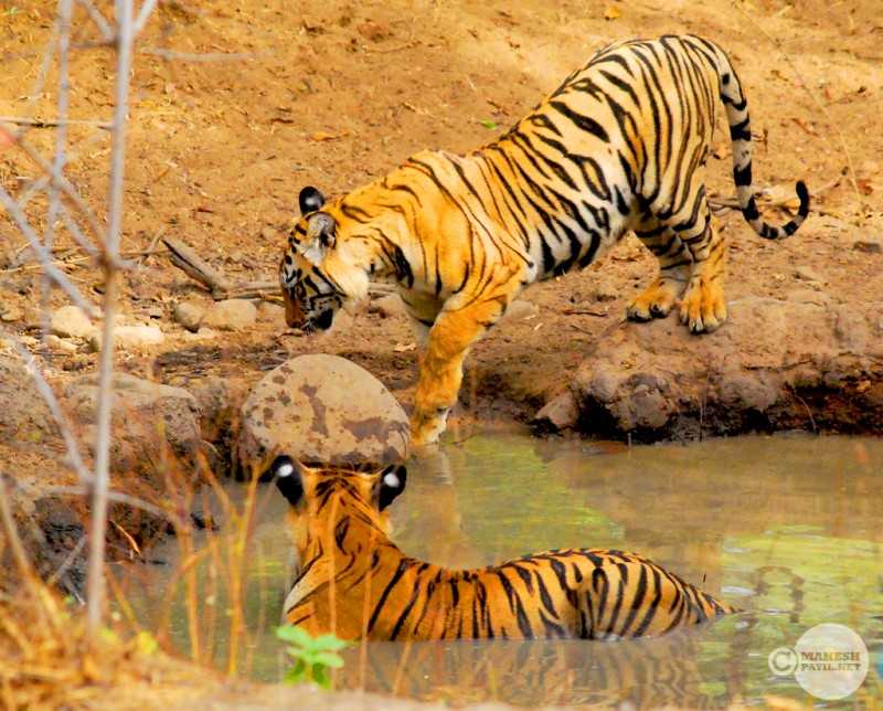 Tadoba Tiger reserve, Tiger reserves of India