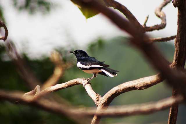 Tadoba Tiger Reserve, Tiger Reserves In India