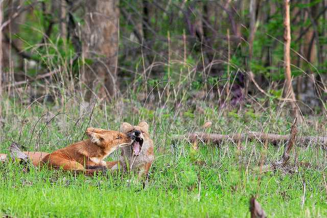 Wild dogs at Pench Tiger reserve of India