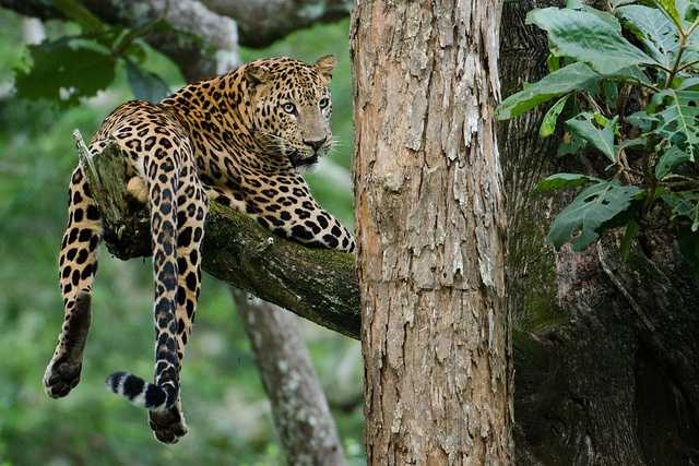 Nagarhole, Tiger reserves in India