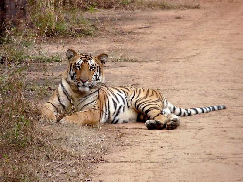 Nagzira Wildlife sanctuary, Tiger reserves in India