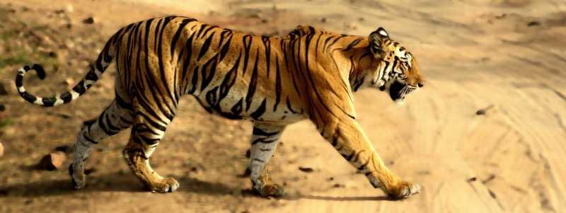 bandhavgarh, Tiger reserves in India