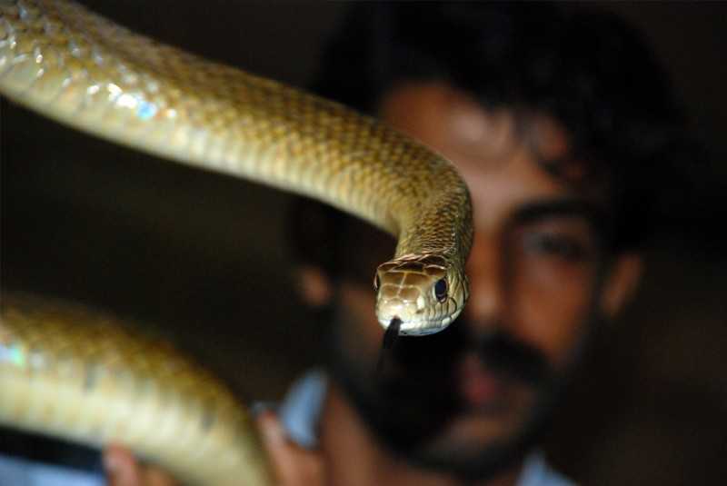 Parassinikkadavu Snake Park - snake demonstrator