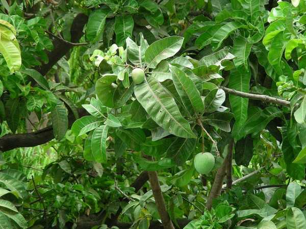 Mangoes, Ratnagiri- Places for Fruit Picking In India 