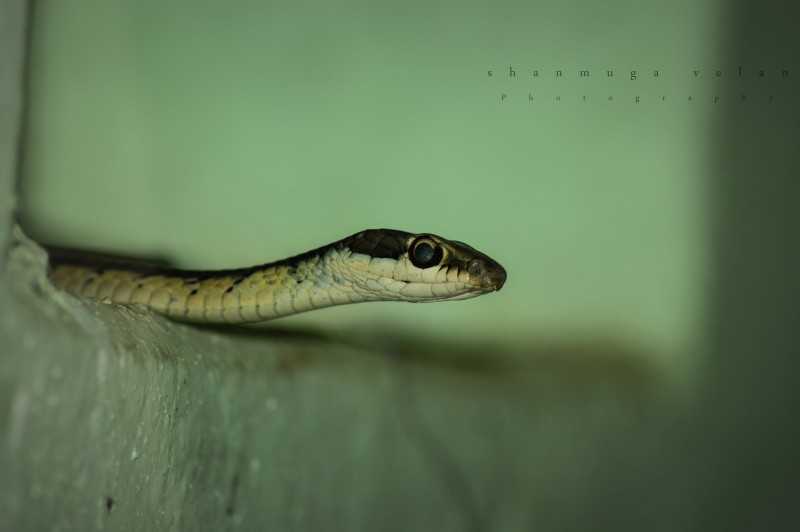 Guindy National Park - Indo-Chinese rat snake