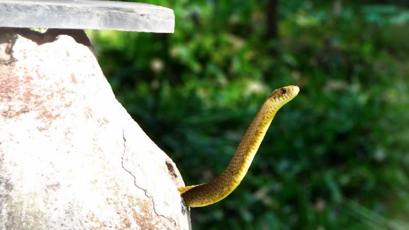  Bannerghatta national park