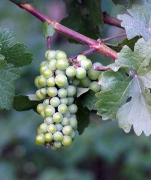 Grape vineyards Places for Fruit Picking in India 