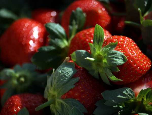 Fresh strawberries at Mahabaleshwar Places for Fruit Picking In India - 