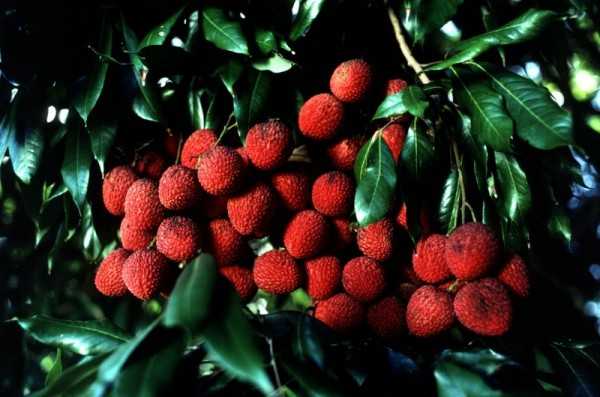 Lychee - Places for Fruit Picking In India 