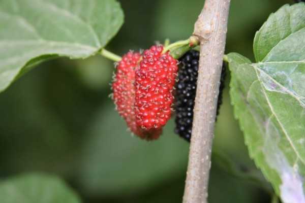 Mulberry fruitPlaces for Fruit Picking In India  - 