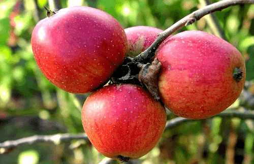 Apple orchids, Shimla Places for Fruit Picking In India 