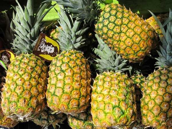 Pineapples - Places for Fruit Picking In India 