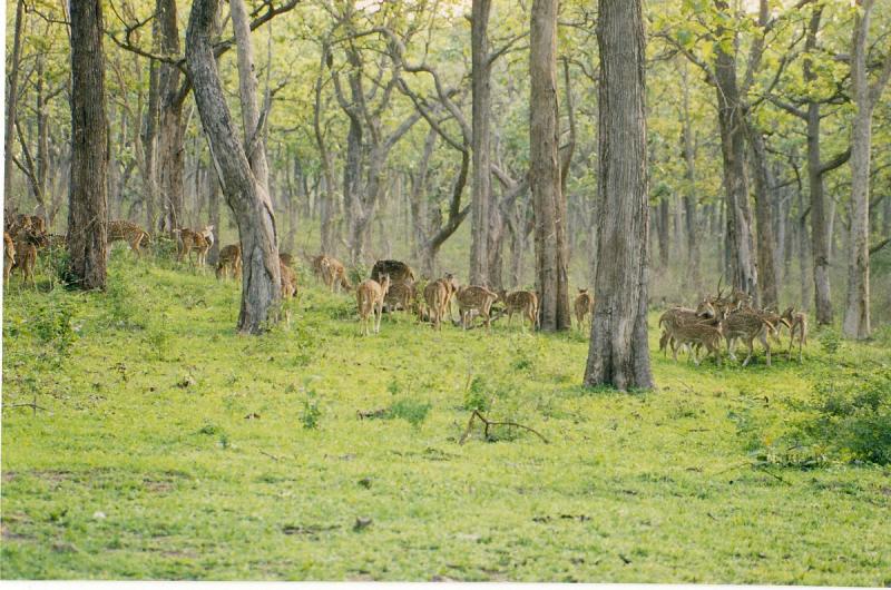 Bandipur National Park, Tiger Reserves in India