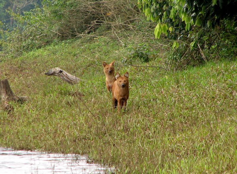 Periyar National park, Tiger Reserves of India