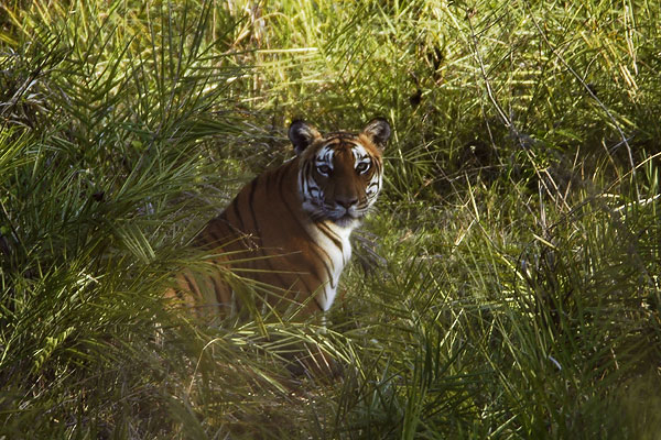 Bandipur, Tiger Reserves of India