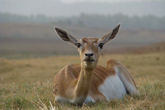 Satpura National Park, Tiger Reserves in India