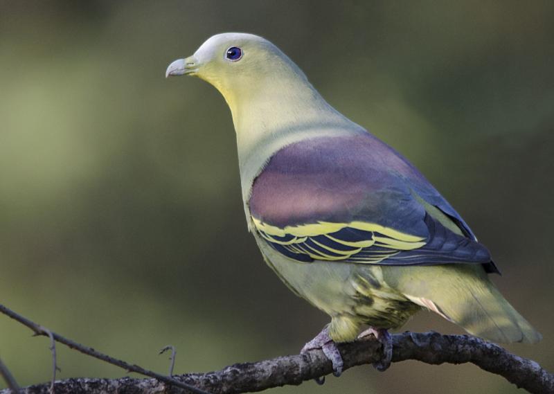 Karnala Bird Sanctuary, Romantic places near Mumbai