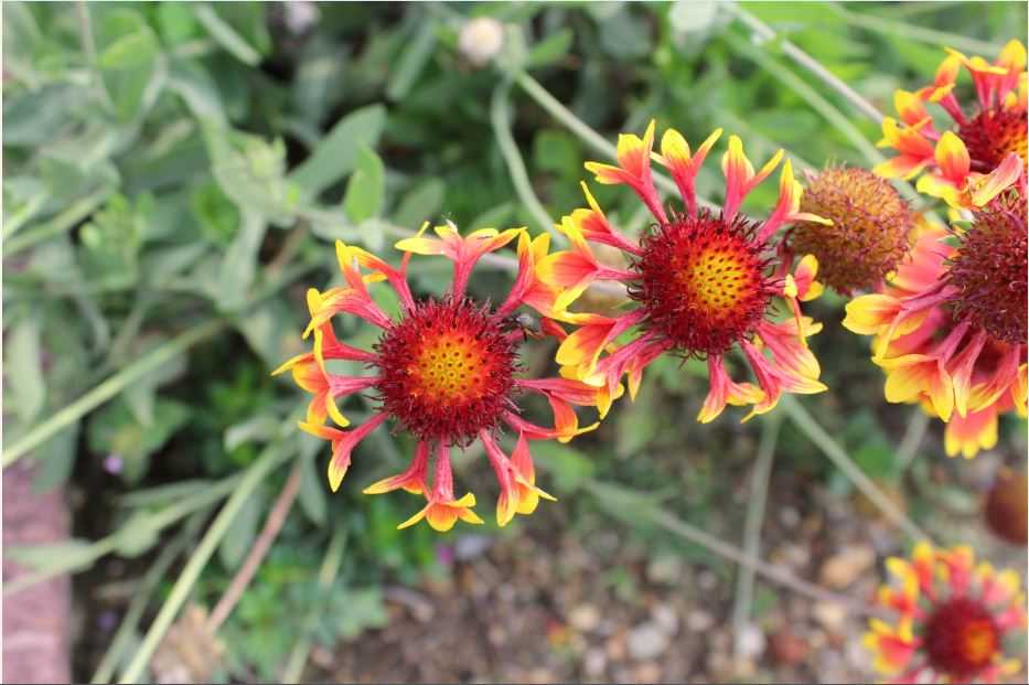 Flowers in Uttarakhand