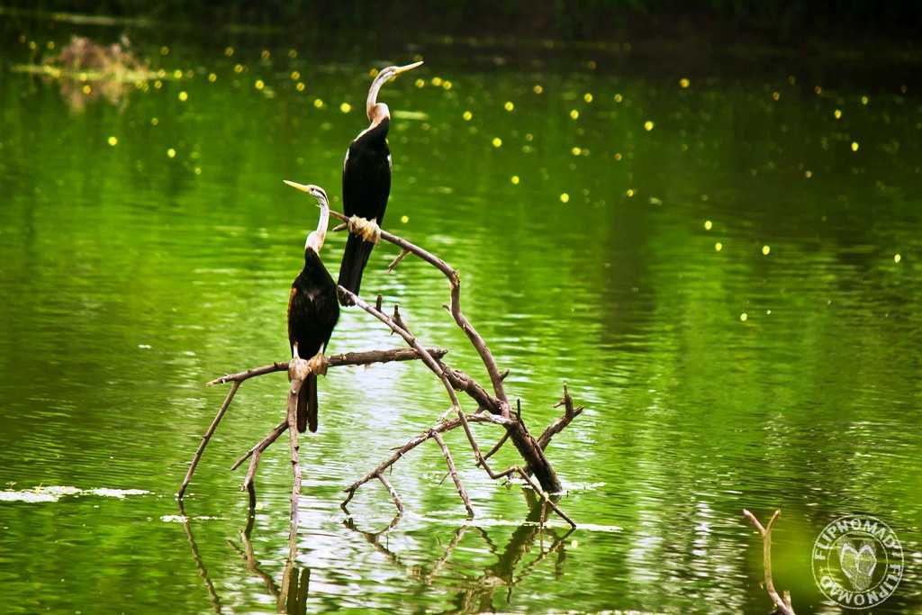 Keoladeo National Park, world heritage sites in india