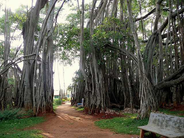 Big Banyan Tree one day outing in bangalore