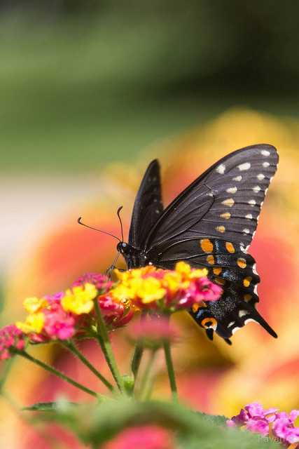 Butterfly Park, places to visit in bangalore in one day