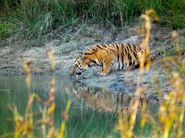 Tiger Reserves in India: Best Places to Go Tiger Spotting