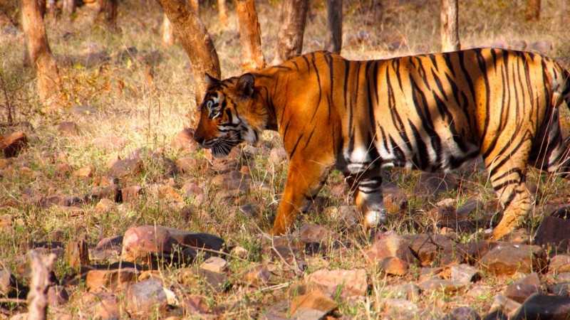 ranthambhore, places to visit in march in India