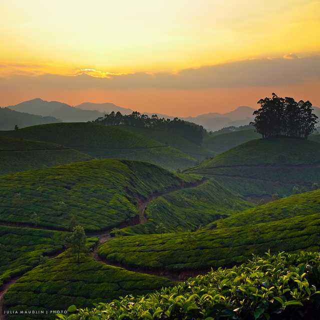Kanan Devan, tea plantation in India