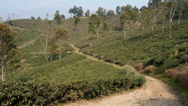  Glenburn Tea Estate, tea plantation in India