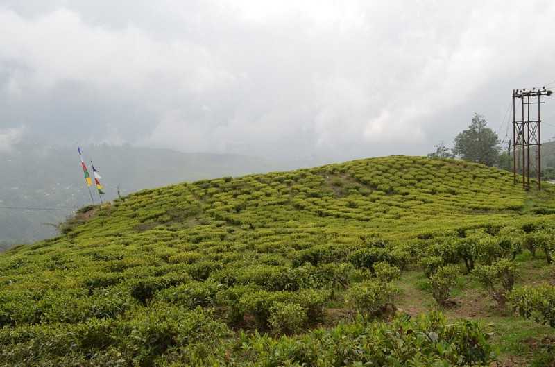 Happy Valley Tea Estate, Tea plantation in India