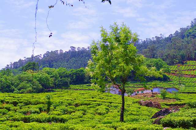 Nilgiri Hills, best tea plantation in India