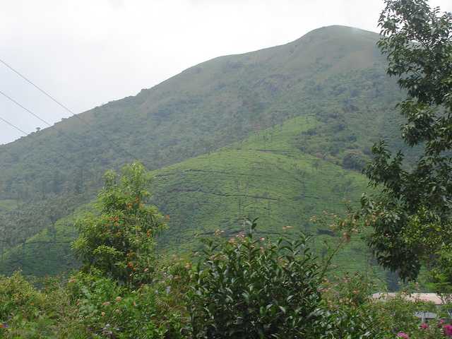 tea estate at Chikmagalur, tea plantation in India