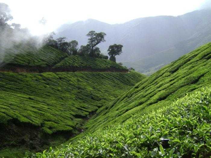 Kolukkumalai, Tea plantation in India