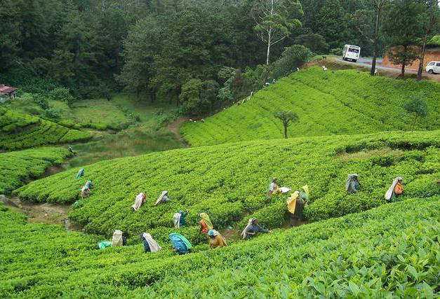 Cooch behar, best tea plantation in India
