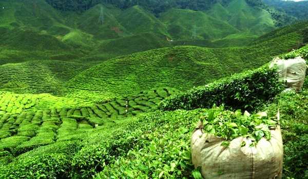 Gatoonga, Tea plantation in india