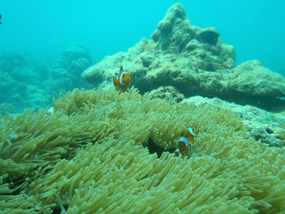 Scuba Diving in Andamans #TWC