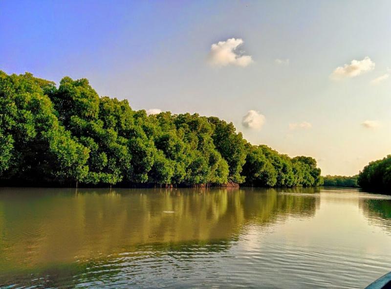 Mangrove Forests in Pichavaram