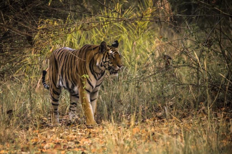 A Royal Bengal Tiger at Bandhavgarh National Park 