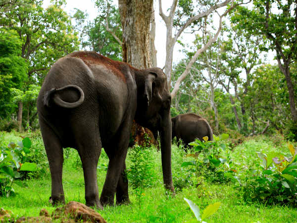 Betla Forest, Netarhat (Source)