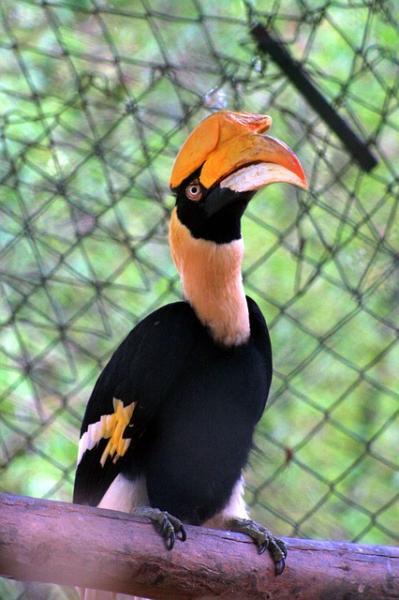 Bannerghatta National Park, Places to see birds in India