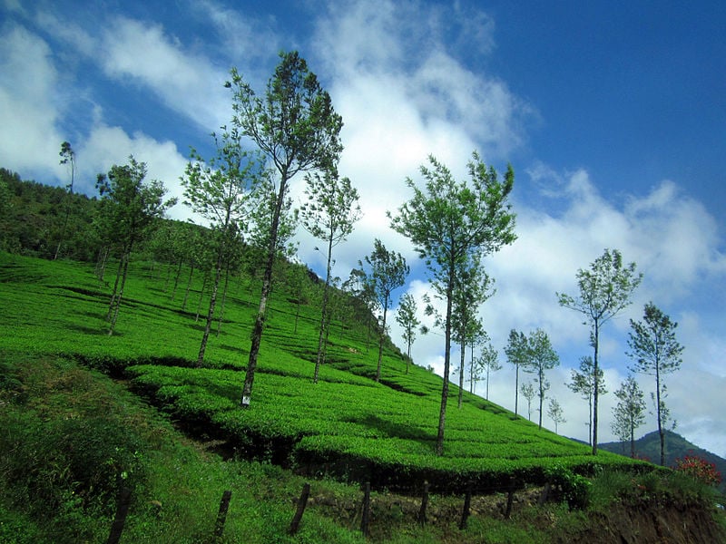 Munnar, Honeymoon destinations in India